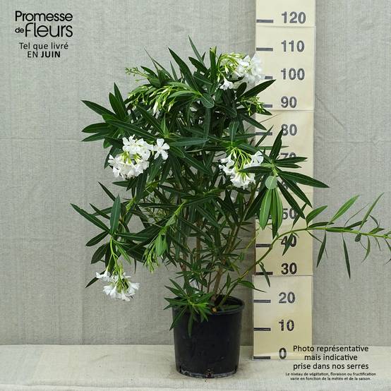 Laurier rose - Nerium oleander Blanc Pot de 6L/7L - Image 2
