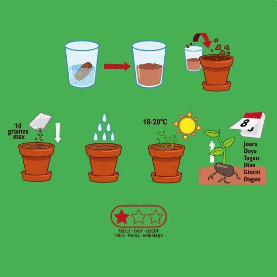 Radis et Capucine - Radis et Capucine - Kit plantation - Basilic bio - 8cm - Imagen 3