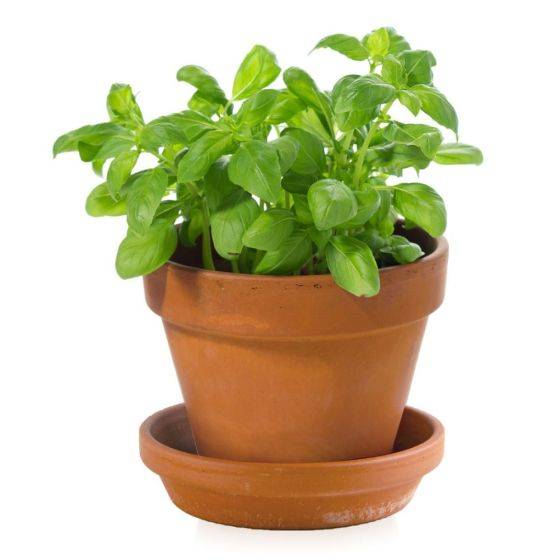 Radis et Capucine - Radis et Capucine - Kit plantation - Basilic bio - 8cm - Imagen 5