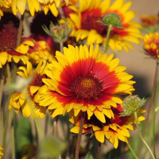 Graines de Gaillarde vivace Fackelschein, Torchlight - Gaillardia x grandiflora le sachet de 300 graines environ (1g)