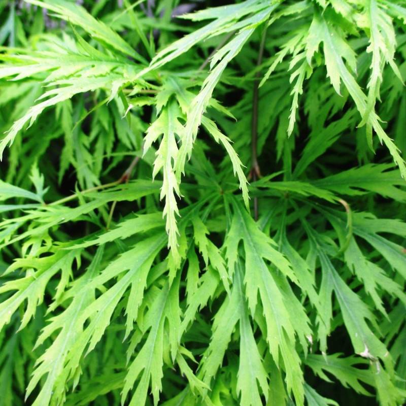 Érable du Japon Dissectum Shinonome, Acer palmatum - Pot de 4L - 40/60 cm - Imagen 1