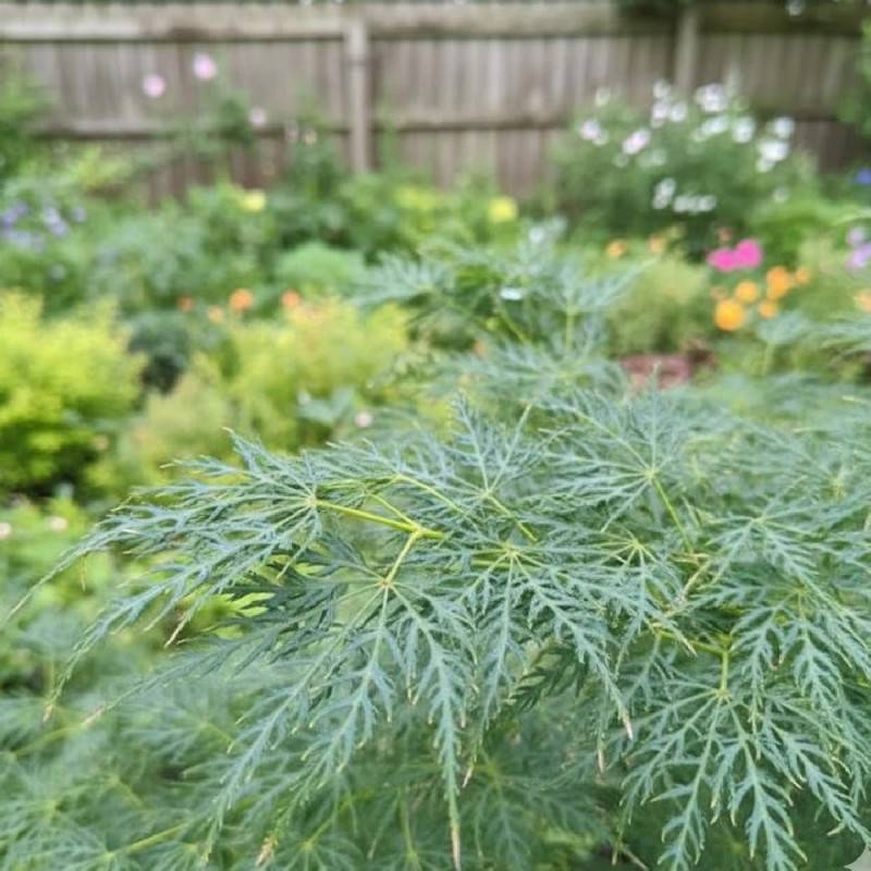 Érable du Japon Dissectum Shinonome, Acer palmatum - Pot de 4L - 40/60 cm - Imagen 3