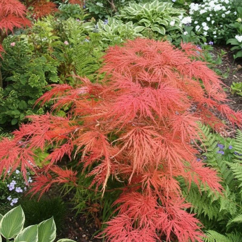 Érable du Japon Dissectum Shinonome, Acer palmatum - Pot de 4L - 40/60 cm - Imagen 4