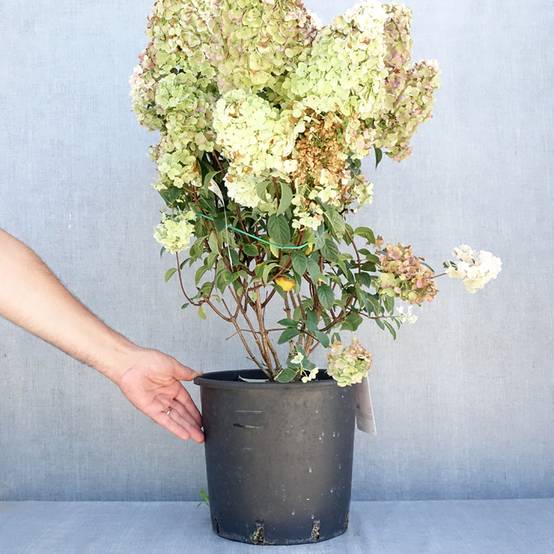 Promesse de Fleurs - Hydrangea paniculata Sundae Fraise - Hortensia paniculé rose Pot de 7,5L/10L - Image 2