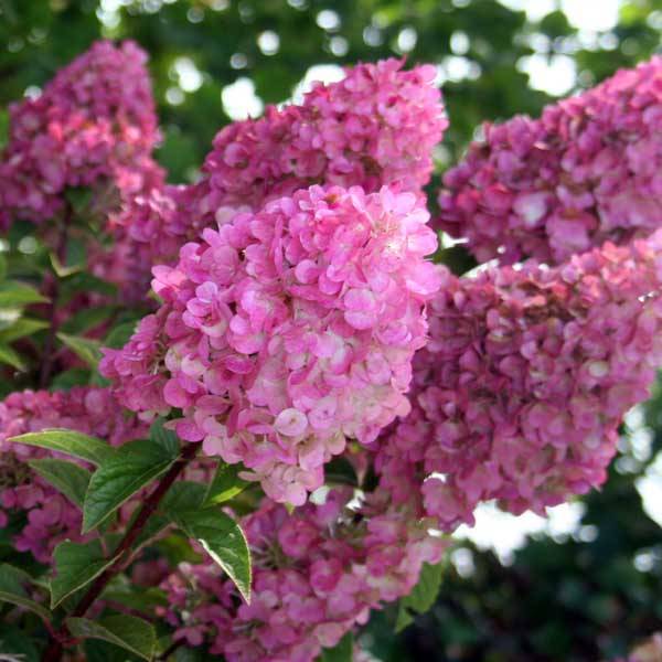 Promesse de Fleurs - Hydrangea paniculata Sundae Fraise - Hortensia paniculé rose Pot de 7,5L/10L - Image 1