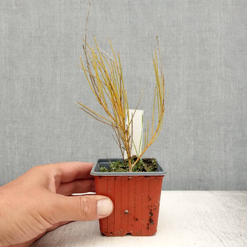Promesse de Fleurs - Genêt précoce - Cytisus praecox Allgold Godet de 8/9 cm - Image 2