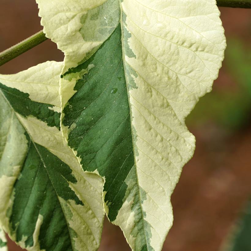 Aralia elata Silver Umbrella (Variegata) - Angélique en arbre Pot de 7,5L/10L - Image 1