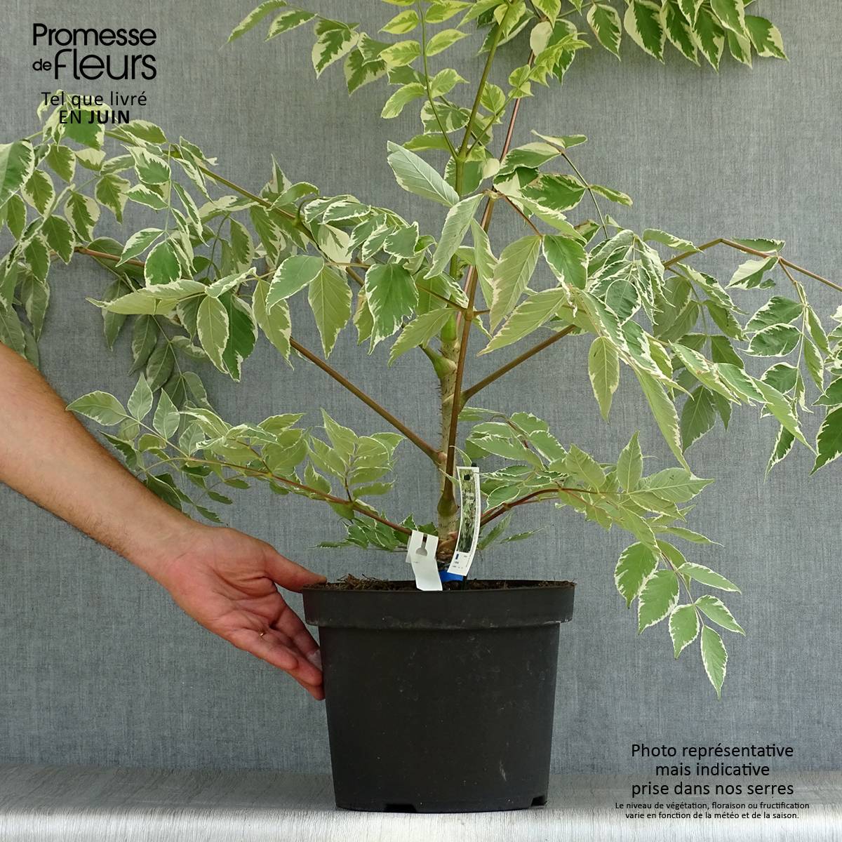 Aralia elata Silver Umbrella (Variegata) - Angélique en arbre Pot de 7,5L/10L - Image 2
