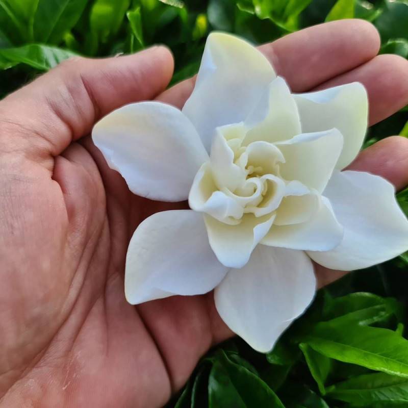 Gardenia Double Diamond® 'Leefour', Gardénia, Jasmin du Cap à fleurs Blanche/ - feuillage Persistant - Pot de 4L - 20/40 cm - Image 2