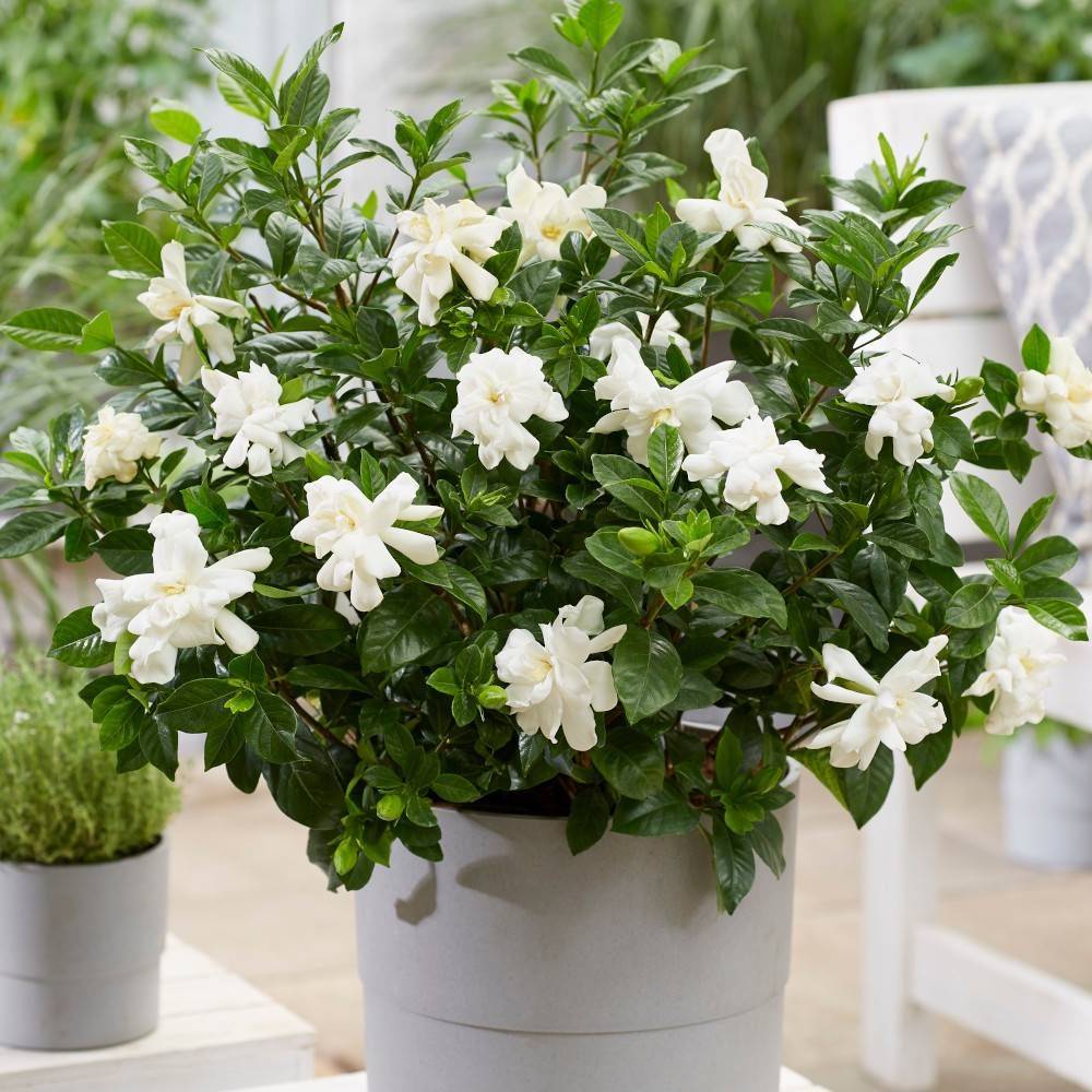 Gardenia Double Diamond® 'Leefour', Gardénia, Jasmin du Cap à fleurs Blanche/ - feuillage Persistant - Pot de 4L - 20/40 cm