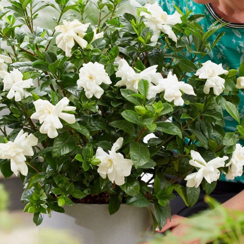 Gardenia Double Diamond® 'Leefour', Gardénia, Jasmin du Cap à fleurs Blanche/ - feuillage Persistant - Pot de 4L - 20/40 cm - Image 3