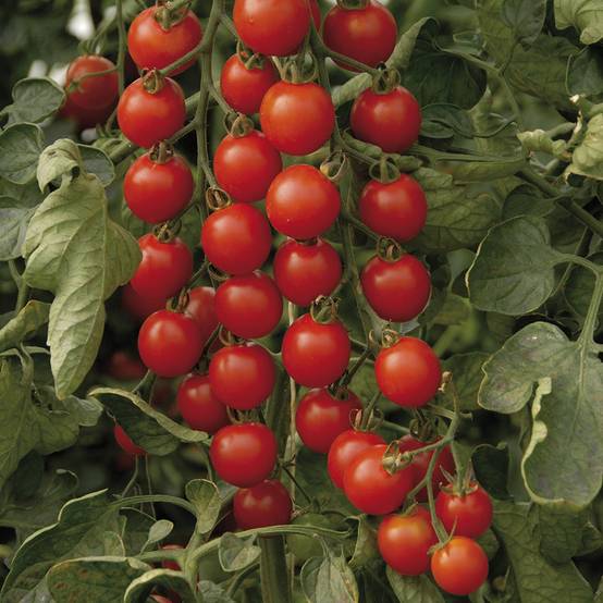 Tomate Supersweet 100 F1 - Tomate cerise le sachet de 10 graines environ - Image 2