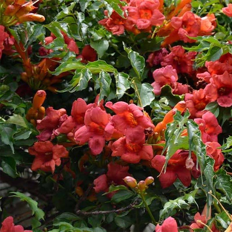 Promesse de Fleurs - Bignone, Trompette de Virginie Atropurpurea - Campsis radicans Pot de 2L/3L