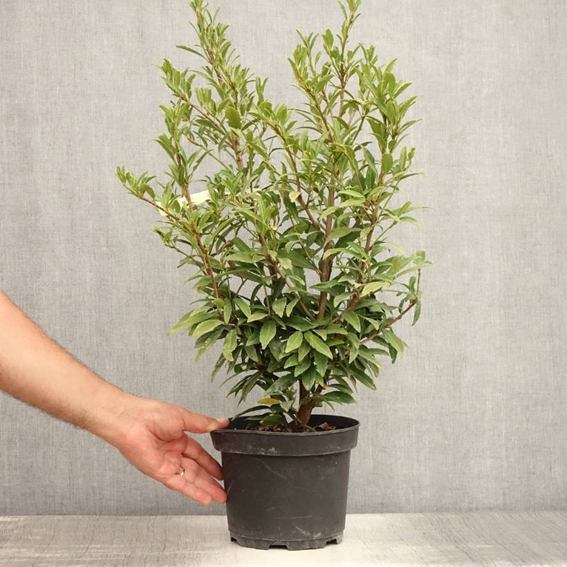 Laurier cerise - Prunus laurocerasus Sofia Pot de 3L/4L - Image 2