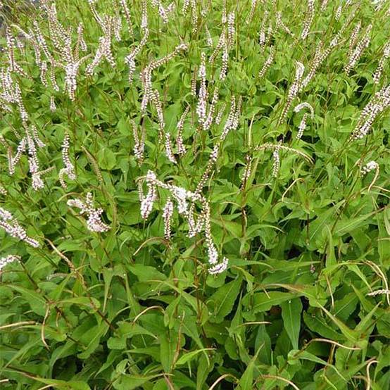 Renouée - Persicaria amplexicaulis White Eastfield Godet de 8/9 cm