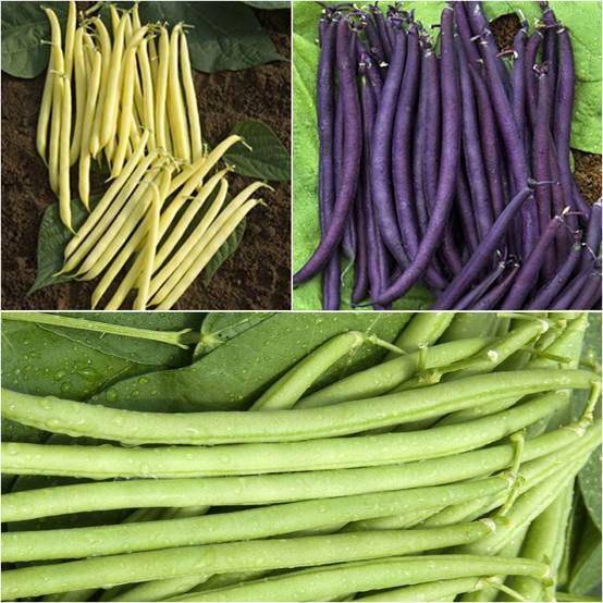 Promesse de Fleurs - Collection de 3 haricots colorés et productifs - Collection de 3 plantes