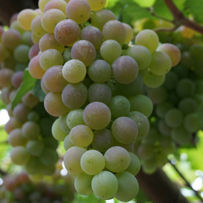 Promesse de Fleurs - Vigne de table Picurka - Vitis vinifera Pot de 7,5L/10L, Tige, Tige de 70 cm