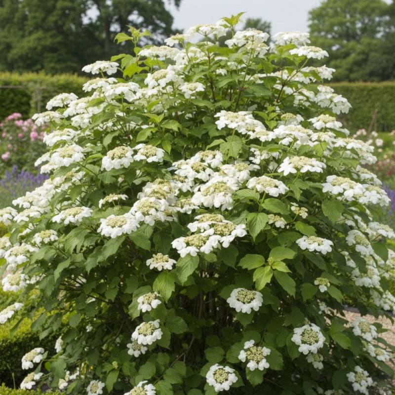 Viorne de Chine Mariesii, Viburnum à fleurs Blanche - feuillage Caduc - Pot de 3L - 20/40 cm- hauteur à maturité De 2,50 m à 3,00 m - Image 2