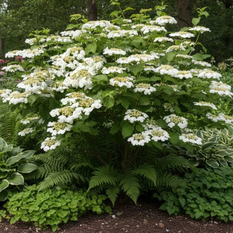 Viorne de Chine Mariesii, Viburnum à fleurs Blanche - feuillage Caduc - Pot de 3L - 20/40 cm-  hauteur à maturité De 2,50 m à 3,00 m - Image 5