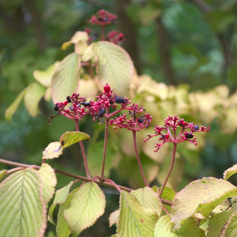 Viorne de Chine Mariesii, Viburnum à fleurs Blanche - feuillage Caduc - Pot de 3L - 20/40 cm-  hauteur à maturité De 2,50 m à 3,00 m - Image 3