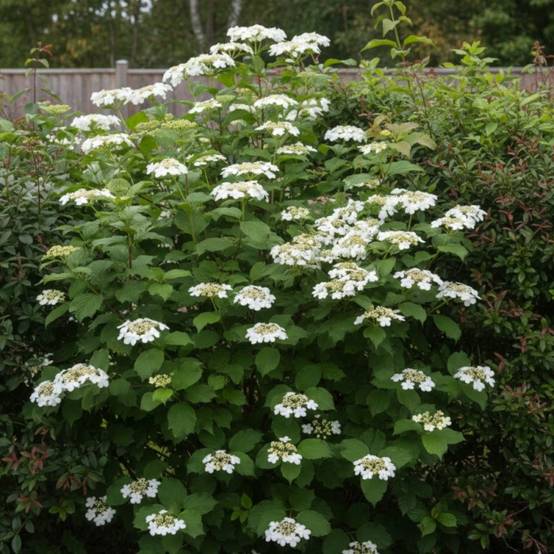 Viorne de Chine Mariesii, Viburnum à fleurs Blanche - feuillage Caduc - Pot de 3L - 20/40 cm- hauteur à maturité De 2,50 m à 3,00 m - Image 4