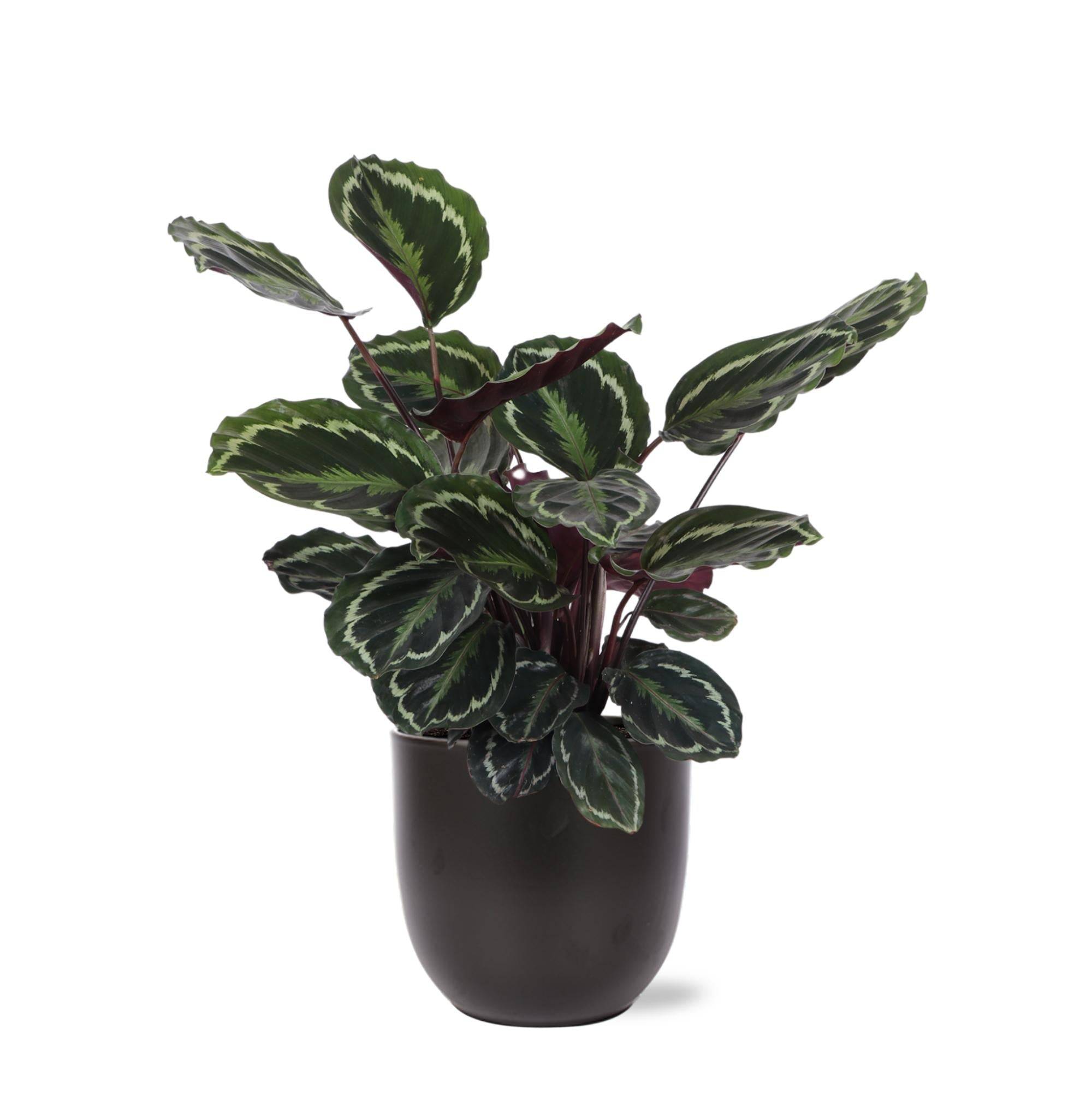 La Green Touch - Calathea Medallion et son pot- La Green Touch Anthracite - Hauteur 70cm