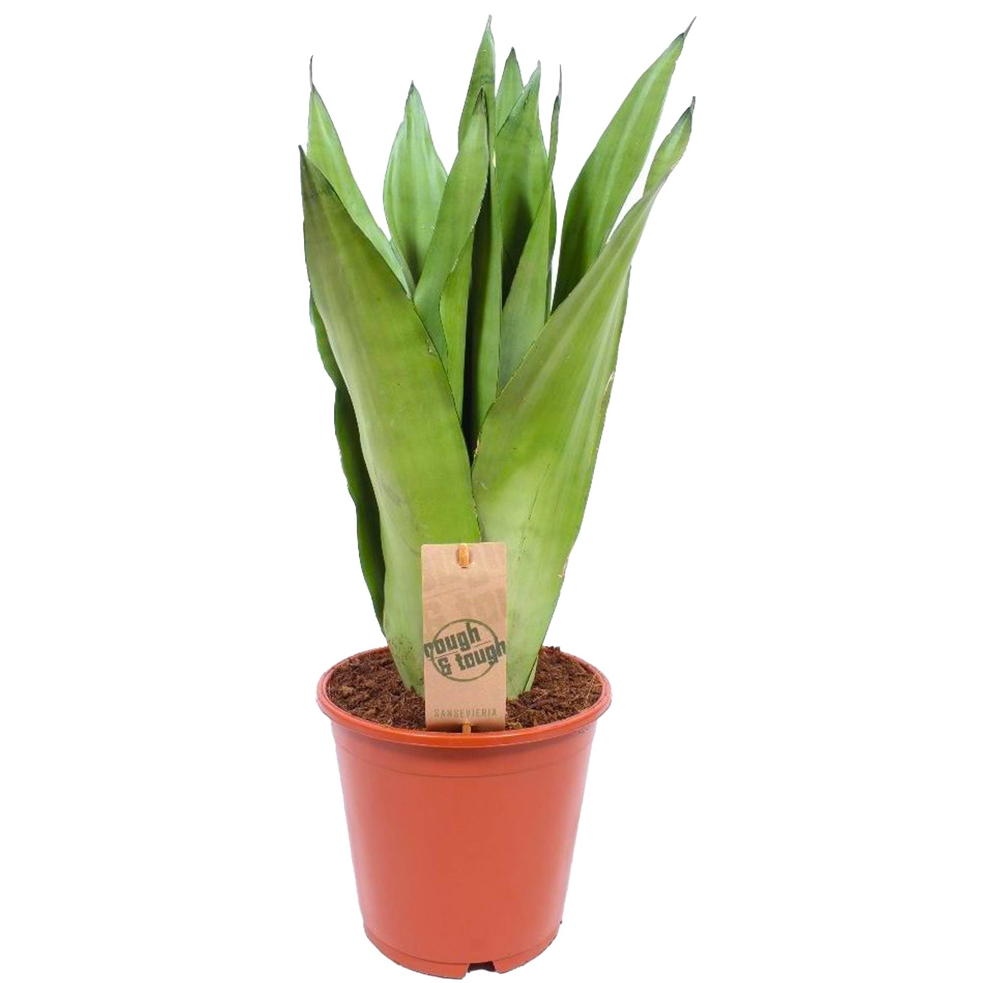 Gardenersdream - Sansevieria Moonshine | Langue De Belle-Mère Plante D'Intérieur Pour La Maison Ou Le Bureau (De 30 À 40 Cm Pot Inclus) - GardenersDream - Imagen 1