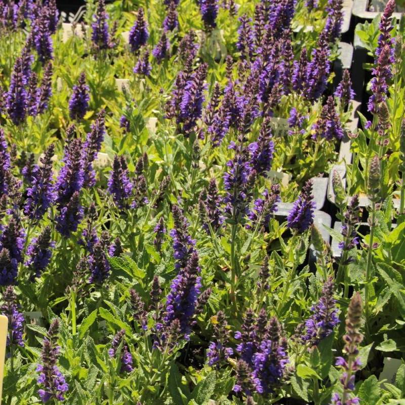 Sauge des bois Caradonna à fleurs Bleue - feuillage Caduc - Pot de 3L - 20/40 cm-  hauteur à maturité De 0,15 m à 0,50 m - Image 1