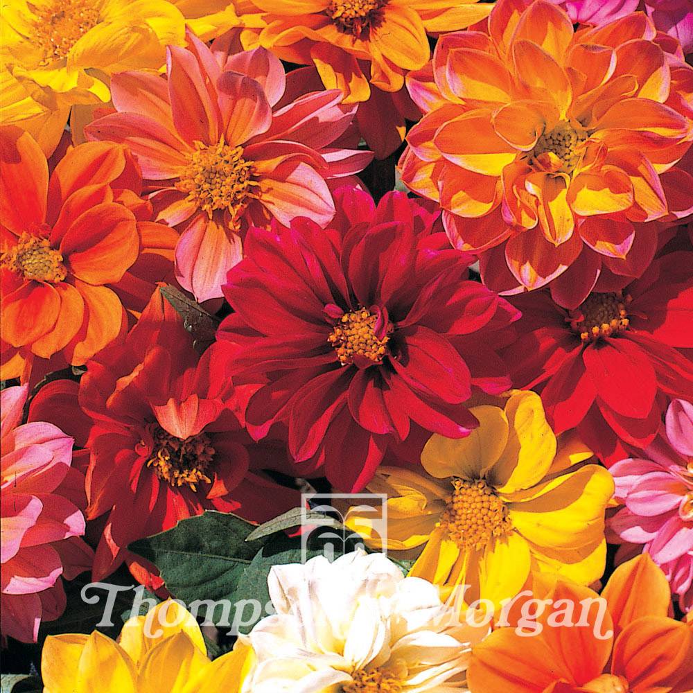 Graines de Dahlia nain Dwarf Mixed le sachet de 50 graines environ (0,5g)