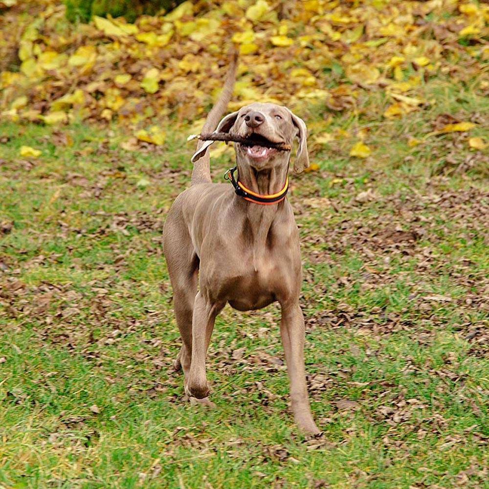 Ferplast - Collier Ergonomique pour Chiens ERGOFLUO C15/42 avec Rembourrage et Fermeture à Micro-régulation - Imagen 5