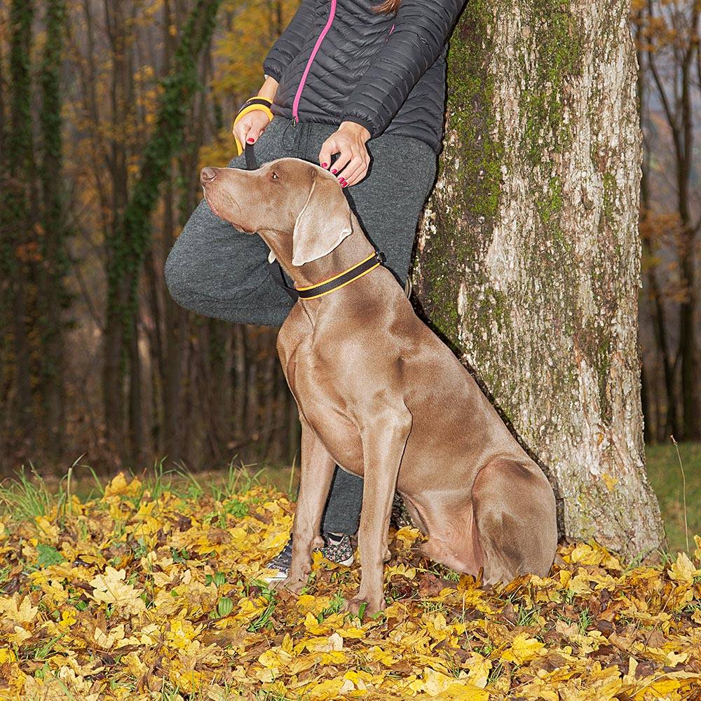Ferplast - Collier Ergonomique pour Chiens ERGOFLUO C15/42 avec Rembourrage et Fermeture à Micro-régulation - Imagen 4