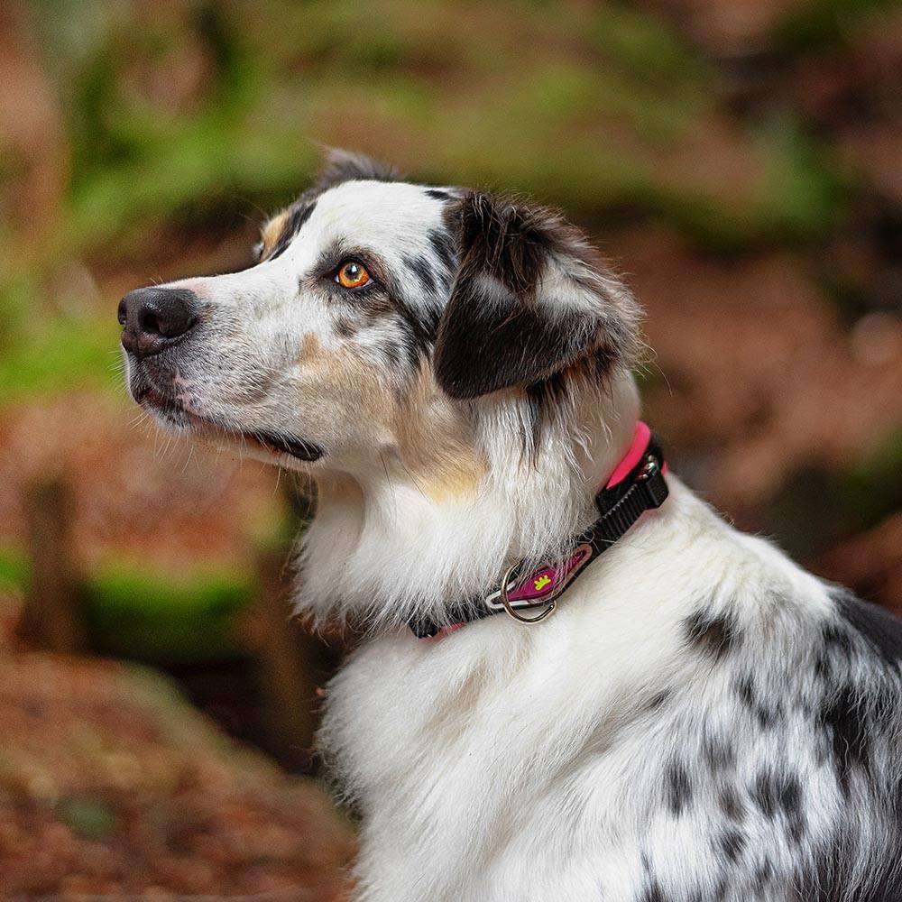 Ferplast - Collier Ergonomique pour Chiens ERGOFLUO C15/42 avec Rembourrage et Fermeture à Micro-régulation - Imagen 3