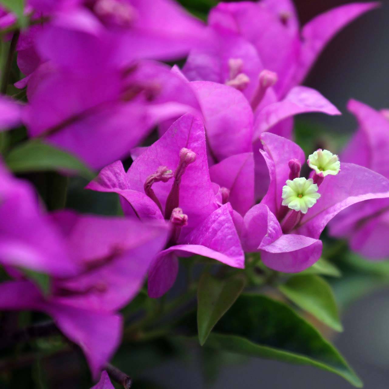 Bougainvillier Violet de Mèze Pot de 3L/4L