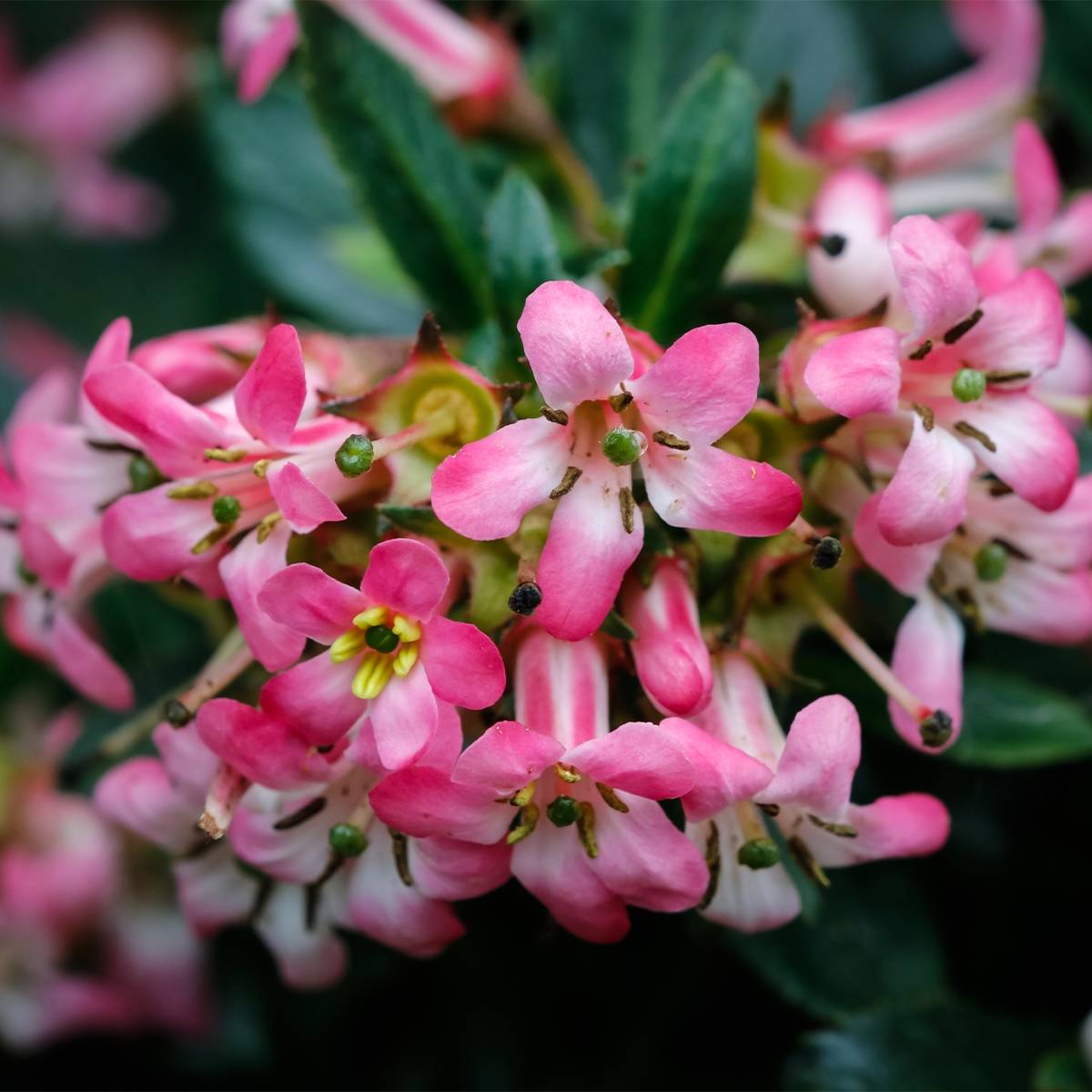 Escallonia hybride Show Stopper Pot de 3L/4L - Image 1