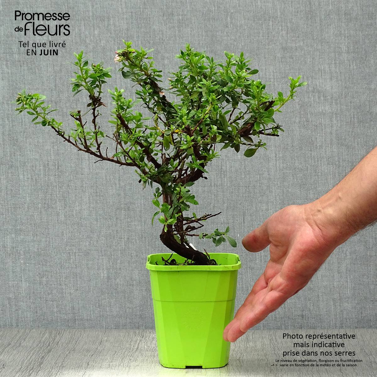 Escallonia hybride Show Stopper Pot de 3L/4L - Image 2