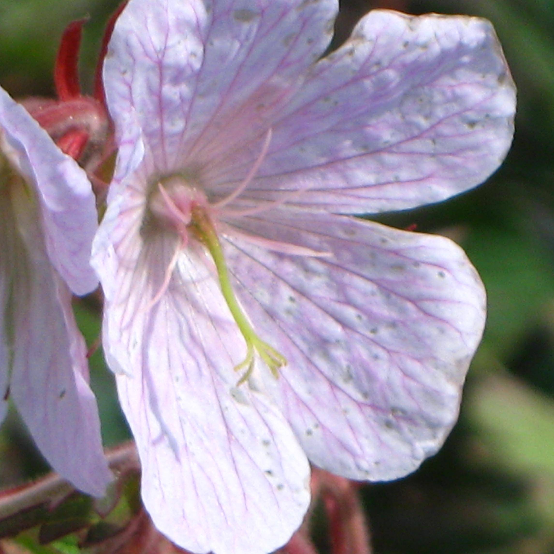 Geranium vivace pratense Marshmallow - Géranium des près rose bonbon Godet de 8/9 cm