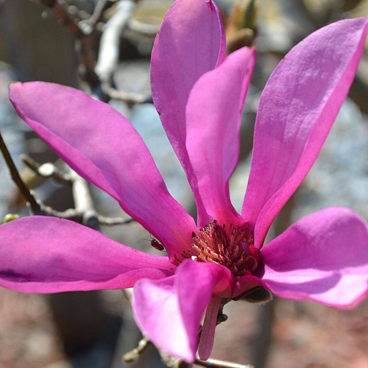 Magnolia Leonard Messel à fleurs Rose - feuillage Caduc - Pot de 1,5L - 20/50 cm-  hauteur à maturité De 3,00 m à 5,00 m - Imagen 1