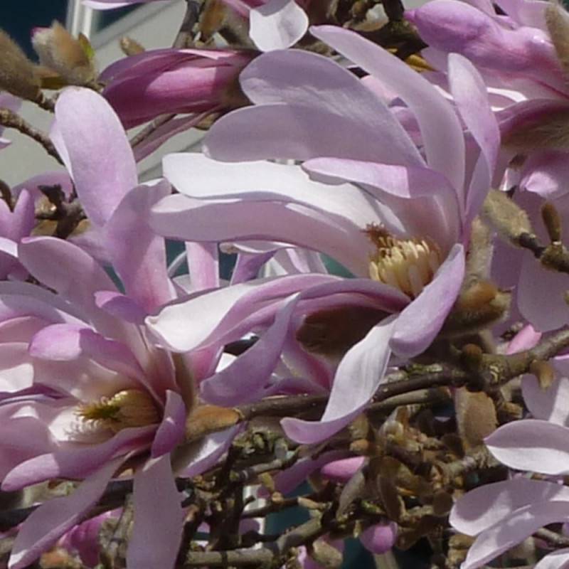 Magnolia Leonard Messel à fleurs Rose - feuillage Caduc - Pot de 1,5L - 20/50 cm-  hauteur à maturité De 3,00 m à 5,00 m - Imagen 3