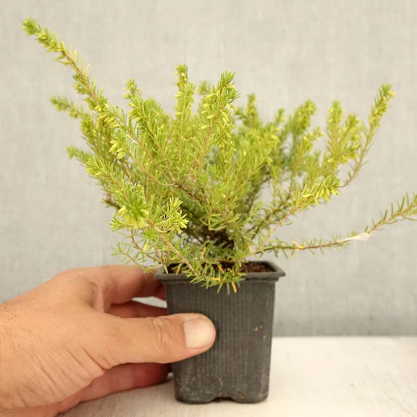 Erica darleyensis White Glow - Bruyère d'hiver Godet de 8/9 cm - Image 2