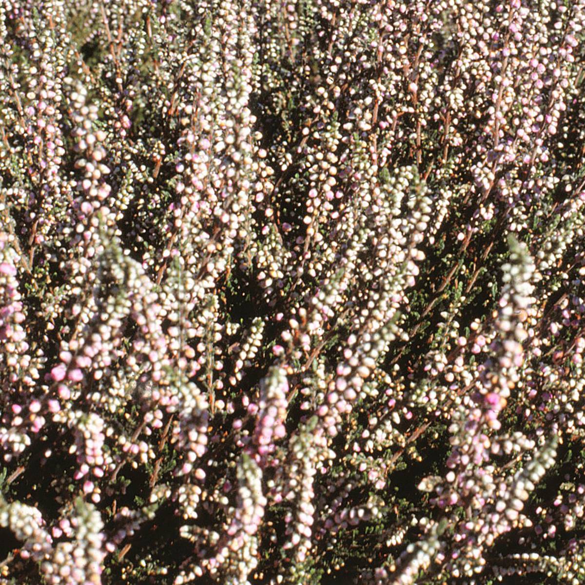 Erica darleyensis White Glow - Bruyère d'hiver Godet de 8/9 cm - Image 1