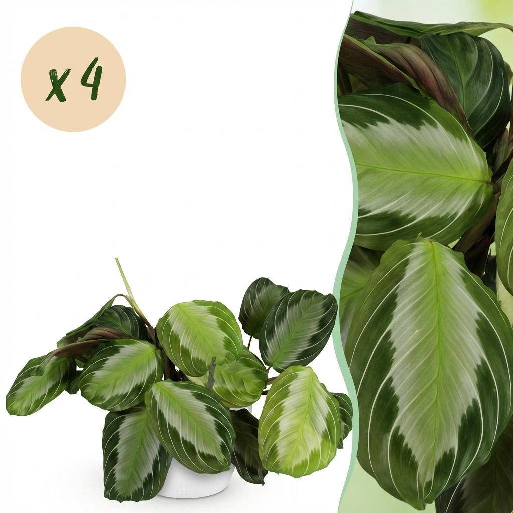 Maranta Fascinator Silverband - H35cm - Image 2