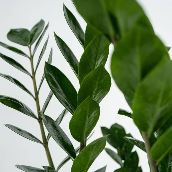 Plant In A Box - Plante ZZ - Zamioculcas Zamiifolia - Hauteur 55-65cm - ⌀17cm - Image 5