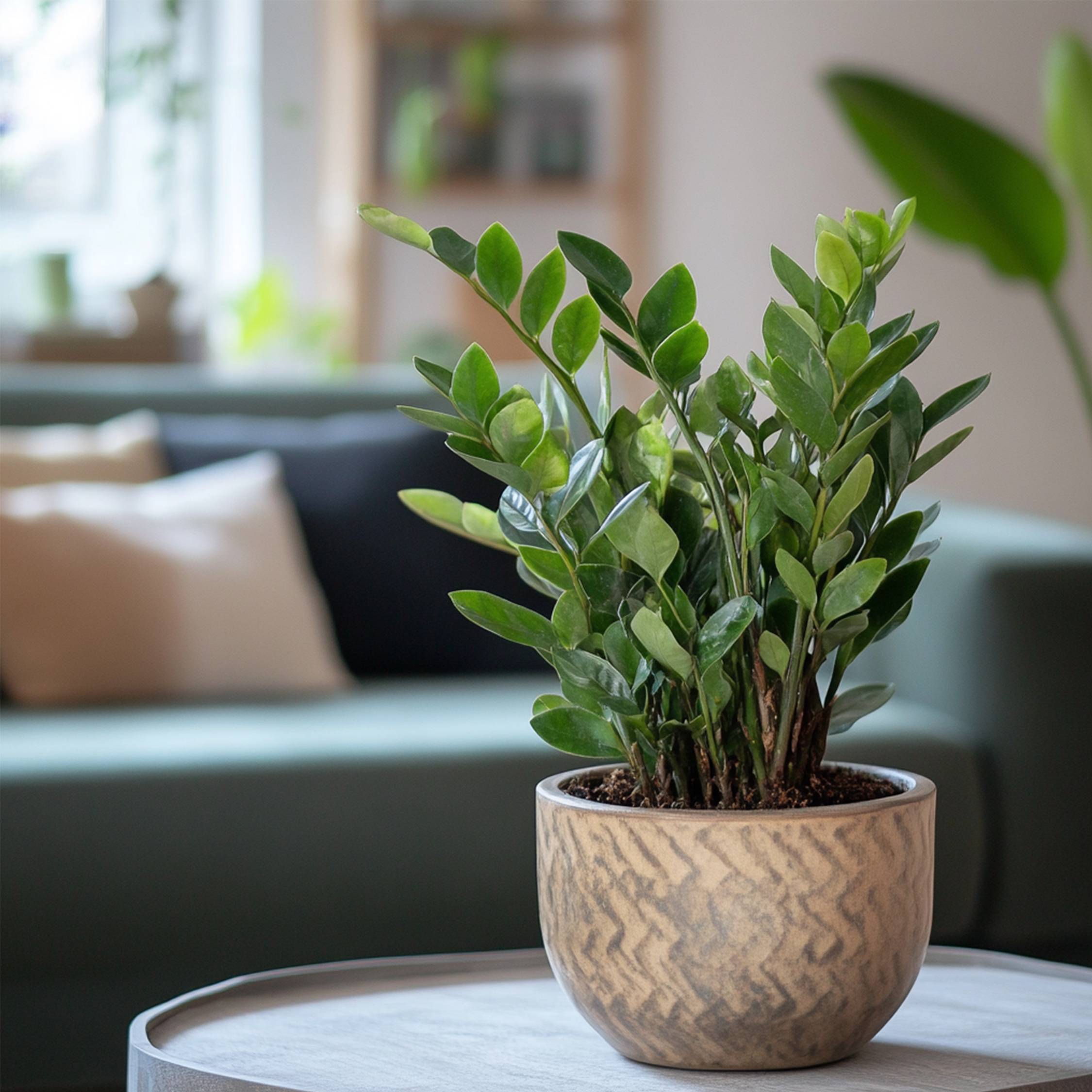 Plant In A Box - Plante ZZ - Zamioculcas Zamiifolia - Hauteur 55-65cm - ⌀17cm - Image 3
