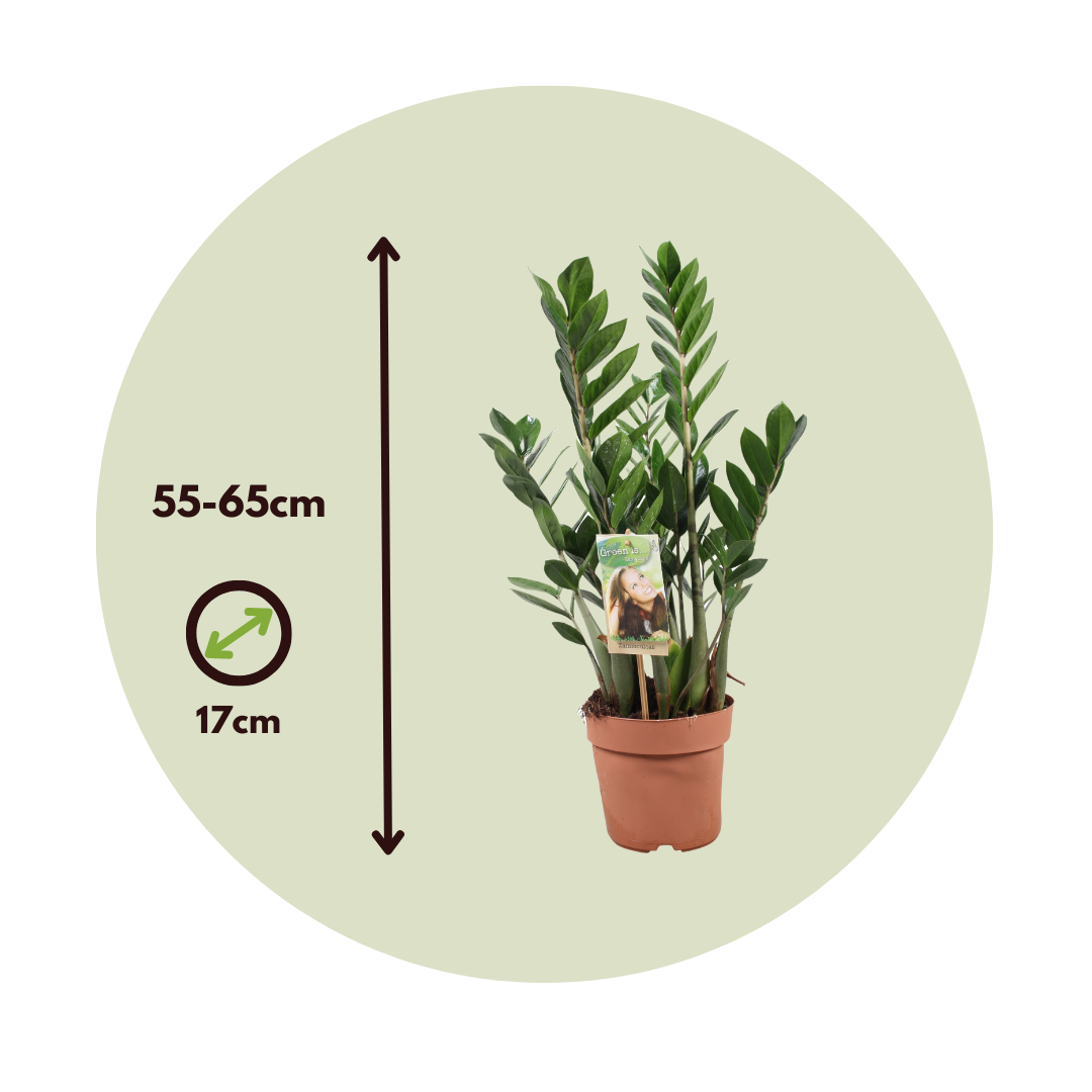 Plant In A Box - Plante ZZ - Zamioculcas Zamiifolia - Hauteur 55-65cm - ⌀17cm - Image 6