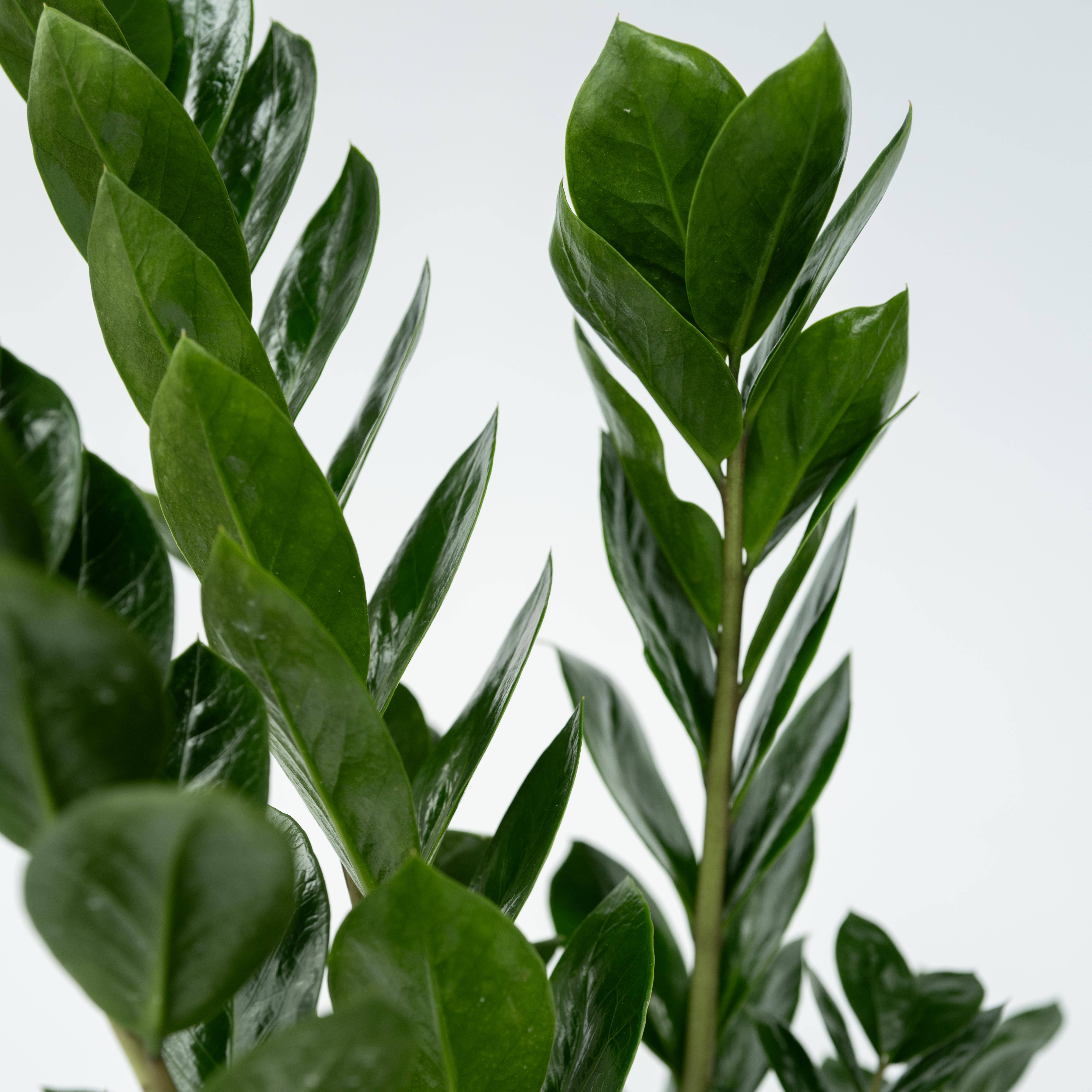 Plant In A Box - Plante ZZ - Zamioculcas Zamiifolia - Hauteur 55-65cm - ⌀17cm - Image 4