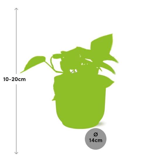 Epipremnum Pinnatum 'Golden Pothos' 14cm Rose - H20cm - Image 3