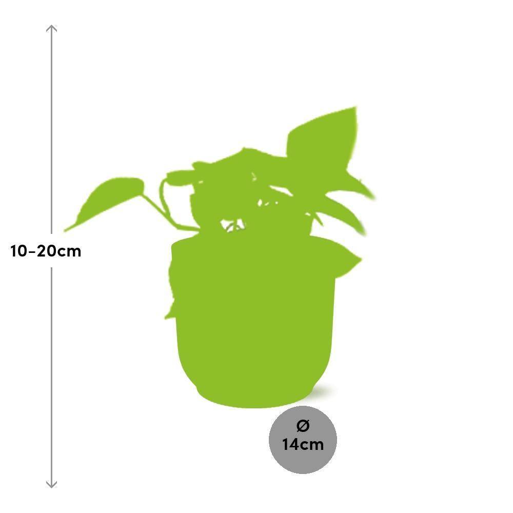 Epipremnum Pinnatum 'Golden Pothos' 14cm Rose - H20cm - Image 3