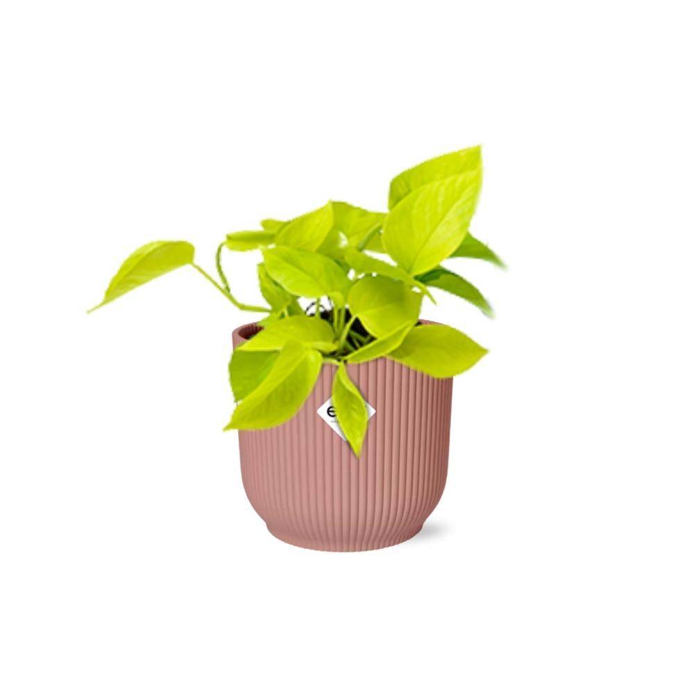 Epipremnum Pinnatum 'Golden Pothos' 14cm Rose - H20cm - Image 2