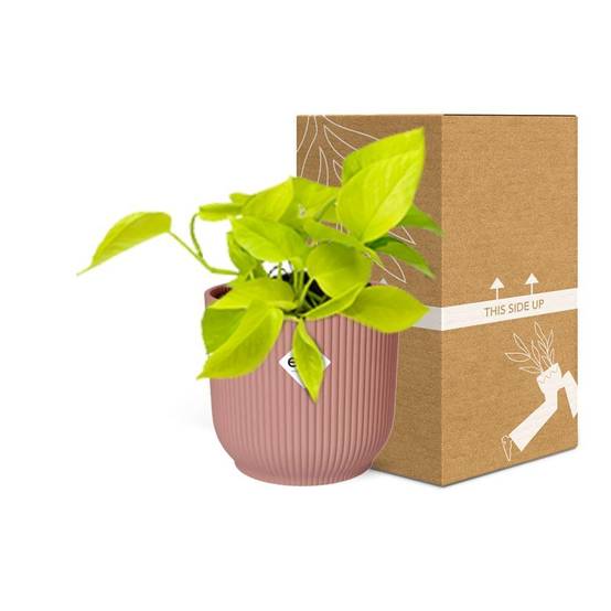Epipremnum Pinnatum 'Golden Pothos' 14cm Rose - H20cm - Image 5