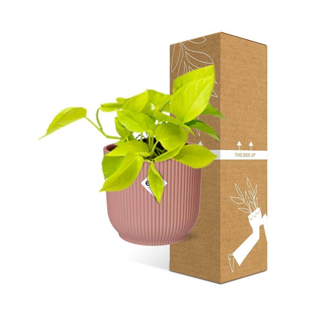 Epipremnum Pinnatum 'Golden Pothos' 14cm Rose - H20cm - Image 4